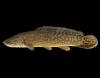 Eyetail bowfin, side view photo with black background