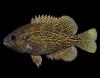 Northern rock bass, or goggle-eye, side view photo with black background