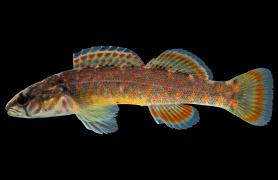 Redfin darter side view photo with black background