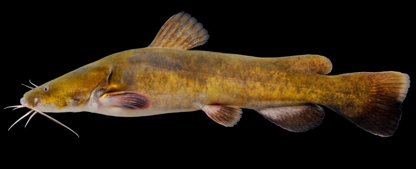 Flathead catfish side view photo with black background