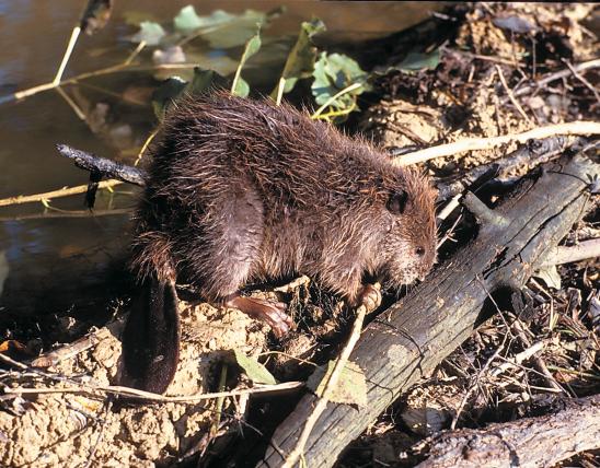 Photo of a beaver on land, chewing on a log