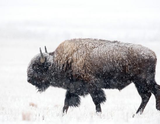large, dark bison in snowy field