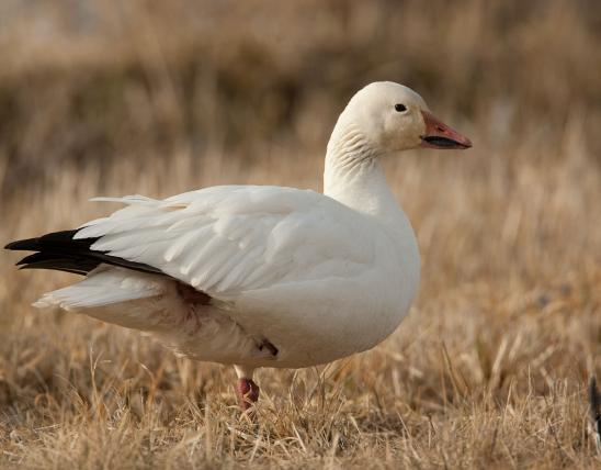Photo of a snow goose standing in a winter field