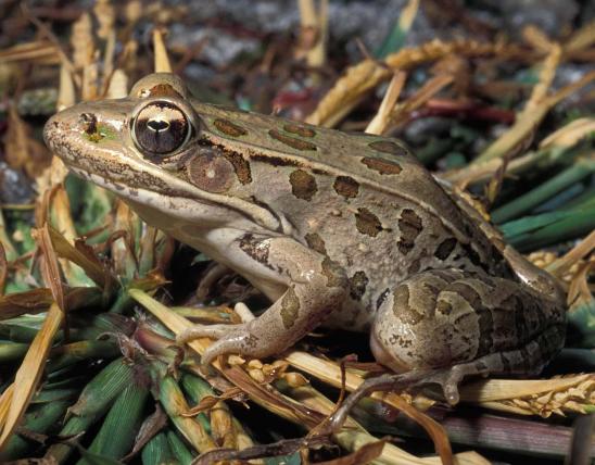 Photo of a southern leopard frog on grass.