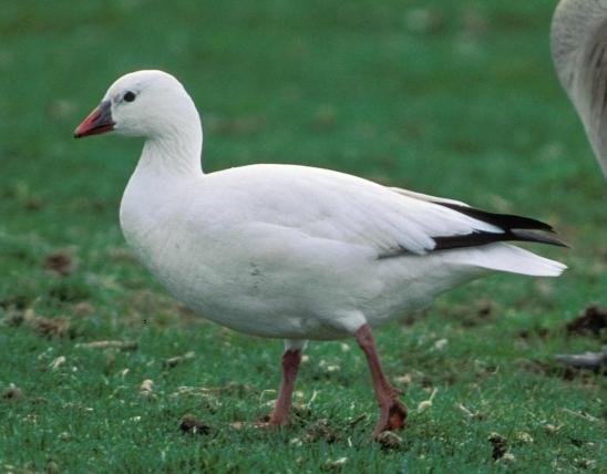 Photo of a Ross's goose walking on grass.