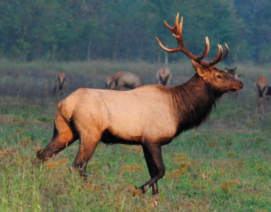 Bull Elk at Peck Ranch