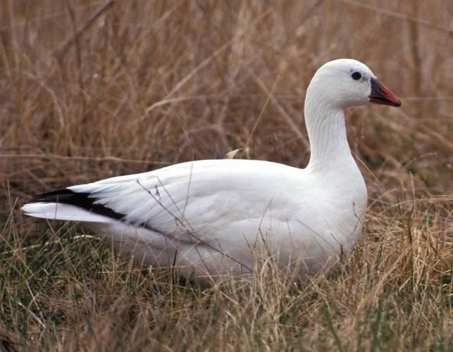Photo of a Ross's goose.