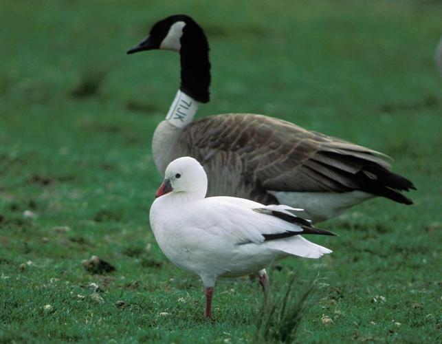 Photo of a Ross's goose standing near a Canada goose.