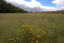 Grassland at Schell Osage Conservation Area