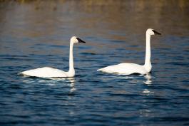 Photo of two trumpeter swans on water