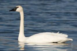 a large white swan with a black beak floats in a body of water.