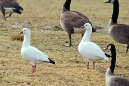 Photo of two Ross's geese standing near some Canada geese.