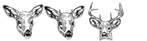Legal deer: does, button bucks, 4-point bucks