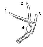 an antler with four points