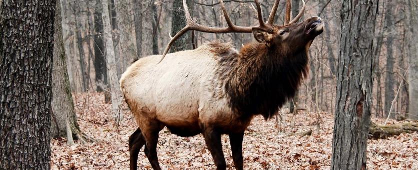 Photo of a bull elk lifting its head and bugling