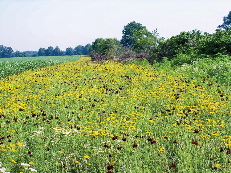 Wide strip of black-eyed Susans, Queen Anne's Lace, and other wildflowers planted along the edge of a crop field
