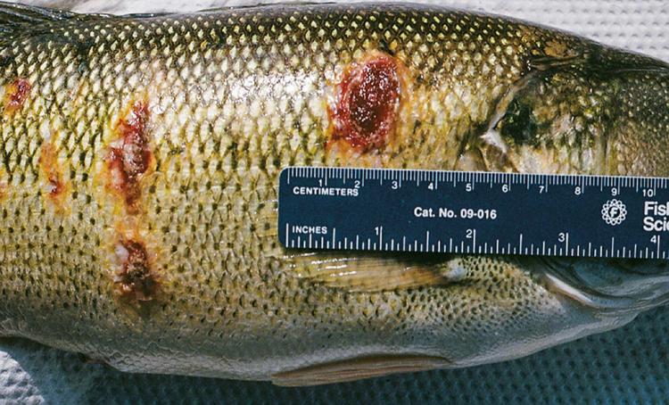 Ulcers on the skin of a fish