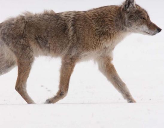 Coyote in the winter