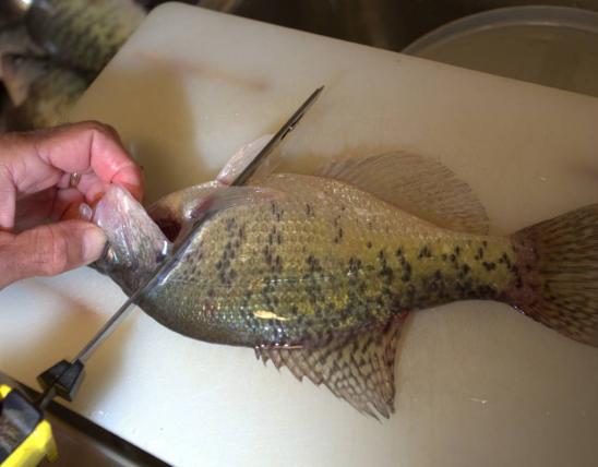 Filleting a crappie with a knife.