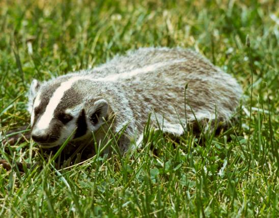 Badger crawls through grass