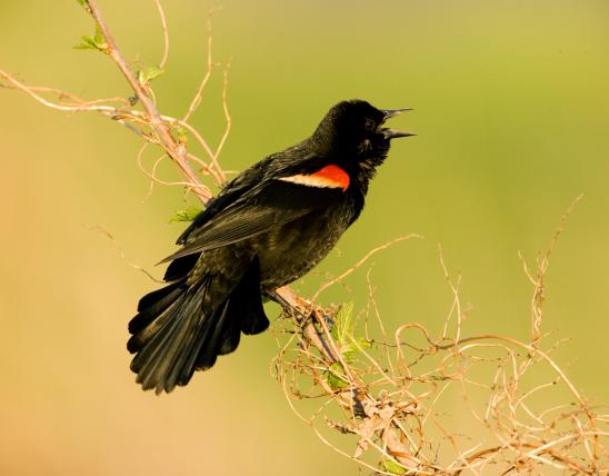Photo of a male red-winged blackbird singing
