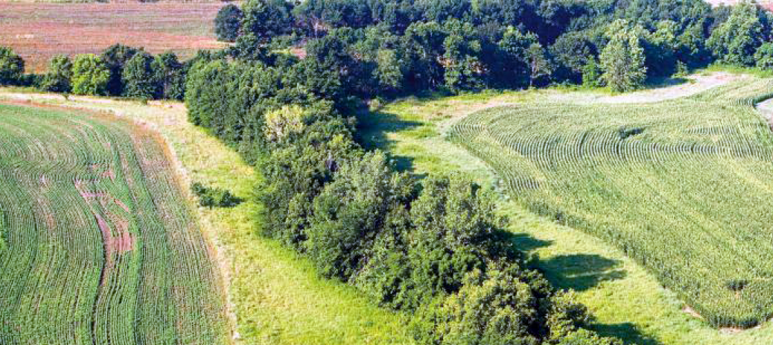 Aerial view of cornfields with strip of trees between them.