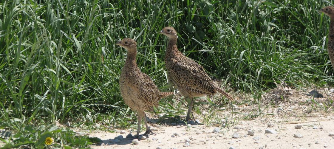 Pheasant chicks