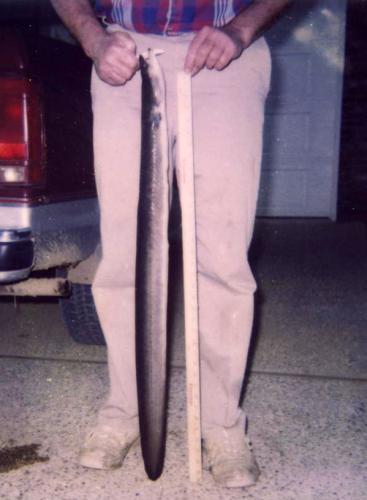 David Ward holds his state record American eel