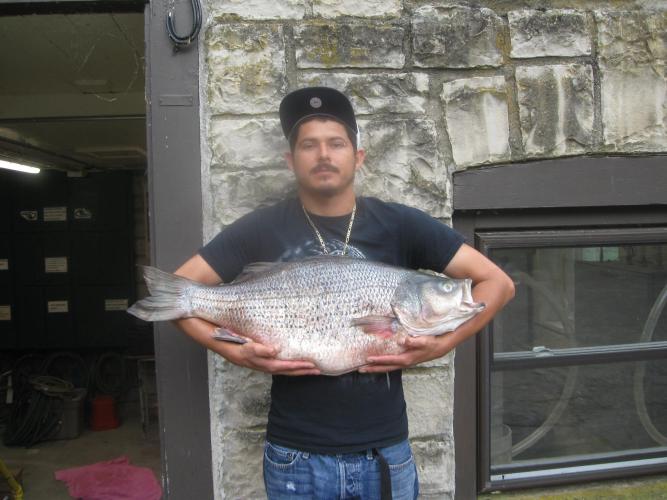 Cesar Rodriguez Holding State Record Hybrid Striped Bass