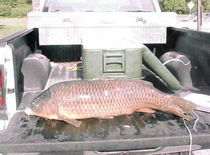 Tim Dernosek's state record common carp stretches across a pickup truck tailgate