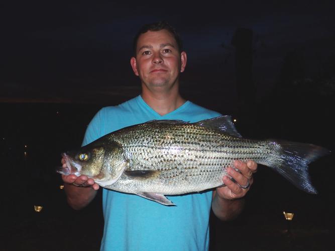 Mark McArtor and his record Hybrid Striped Bass