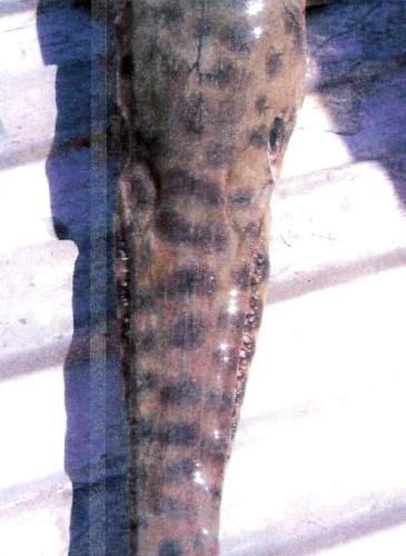 Eric Whitehead's state record spotted gar
