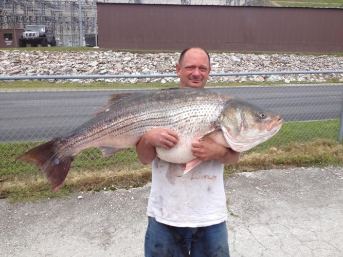 Lawrence Dillman holding state record striped bass.