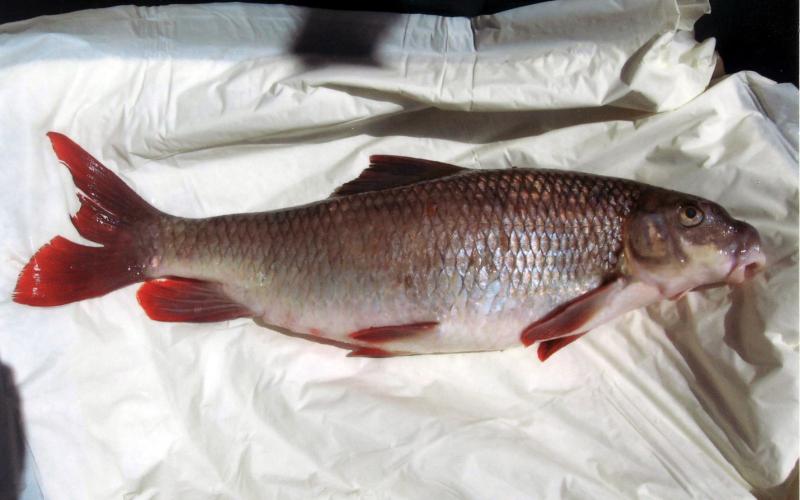 Gerald Wright's state record shorthead redhorse