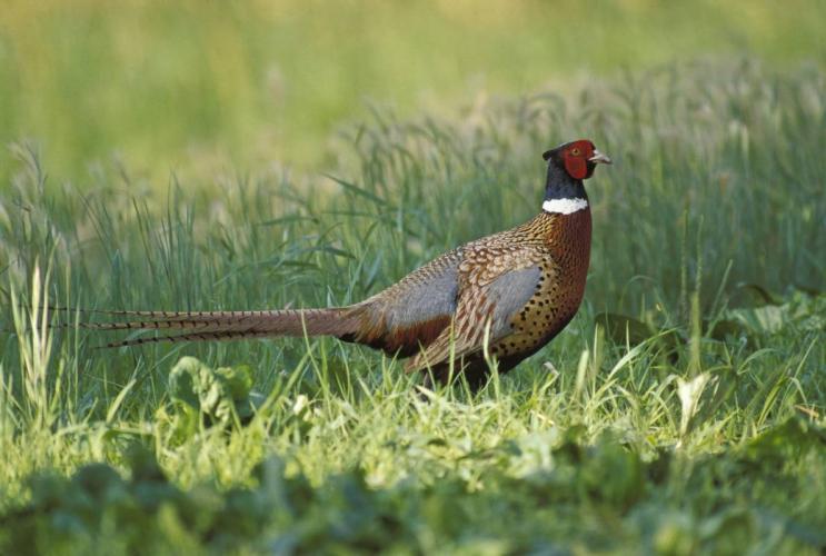 Ring-necked pheasant male