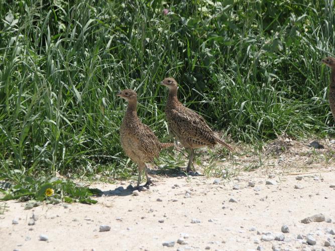 Pheasant chicks