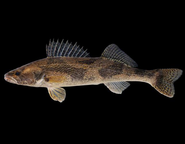 Sauger side view photo with black background