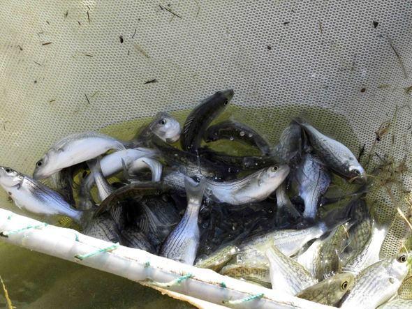 Several young white bass-striped bass hybrids in a net, shown during the stocking process