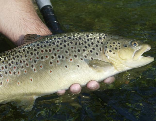 Image of a brown trout