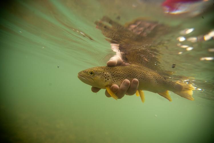 photo of a fisherman releasing a brown trout underwater