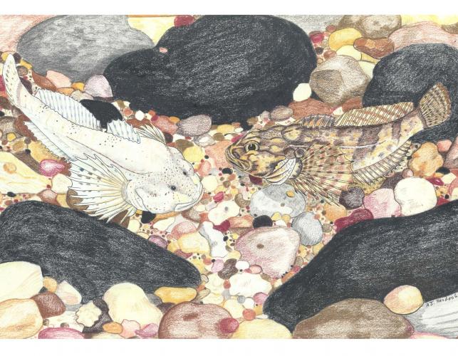 Illustration of Grotto and Banded Sculpins.