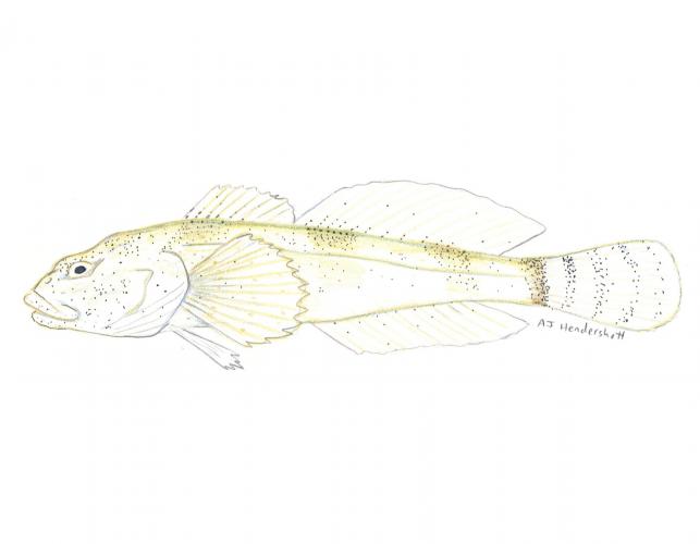Illustration of a grotto sculpin, side view.