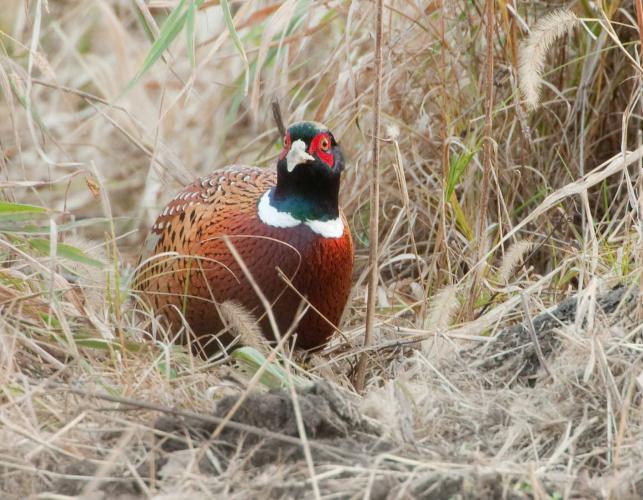 Photo of a male ring-necked pheasant walking on the ground.