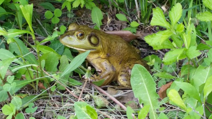 Bullfrog sits amid foliage on the side of a trail.