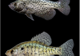 black (top) and white (bottom) crappie