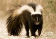 Photograph of a striped skunk walking