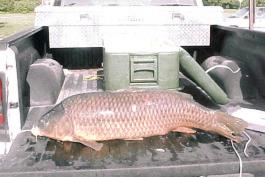 Tim Dernosek's state record common carp stretches across a pickup truck tailgate