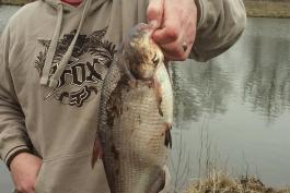 Shane Doherty and his record gizzard shad