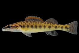Longnose darter side view photo with black background