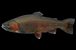 Rainbow trout side view photo with black background